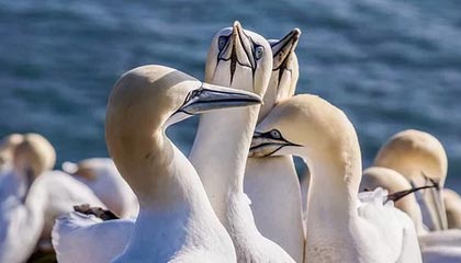 法国足球奥运溃败引发全国反思，法国奥运男足