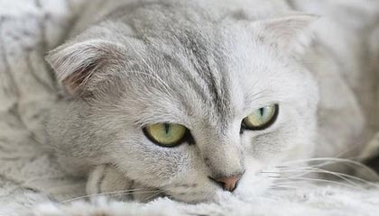 开云体育_ 全国运动会的荣耀与挑战 备战情况分析，全国运动会流程